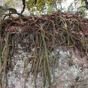 Bloeiende Aporocactus martianus plant met lange groene stelen en felrode bloemen.