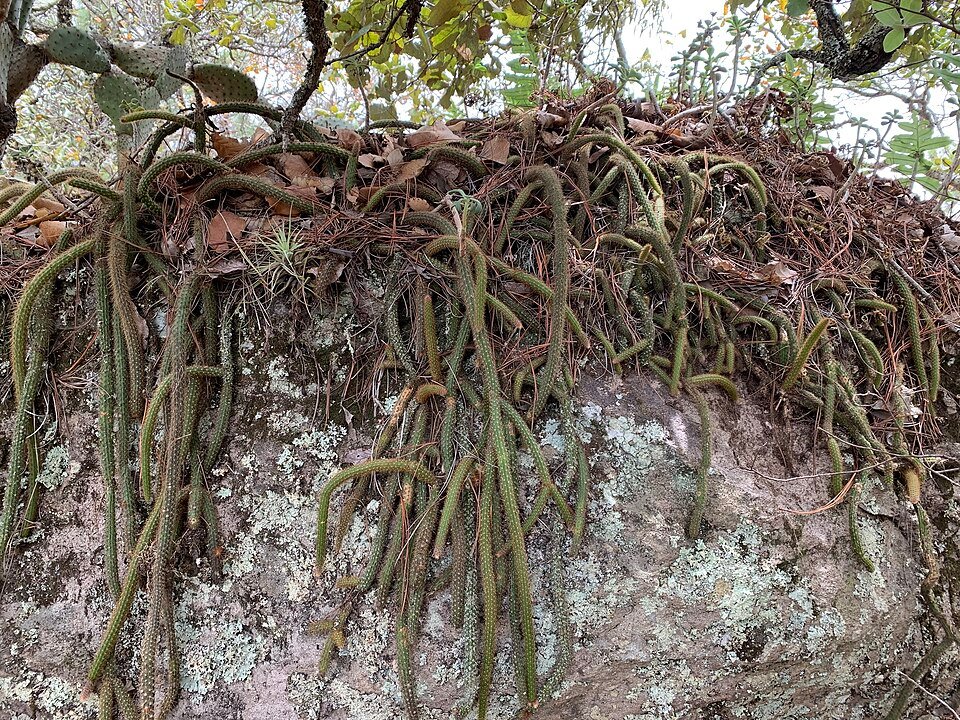 Bloeiende Aporocactus martianus plant met lange groene stelen en felrode bloemen.