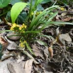 Apostasia wallichii orchidee in bloei op vervaagde achtergrond.