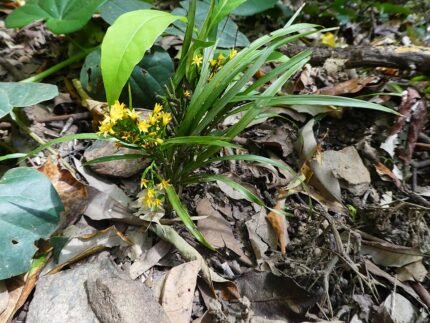Apostasia wallichii orchidee in bloei op vervaagde achtergrond.