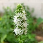 Verse appel muntplant met groene bladeren en stengels.
