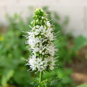 Verse appel muntplant met groene bladeren en stengels.