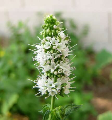 Verse appel muntplant met groene bladeren en stengels.