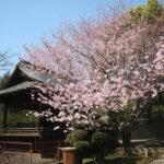 Sfeervolle hanami in Uenopark tijdens april.