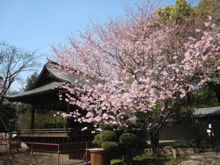 Sfeervolle hanami in Uenopark tijdens april.