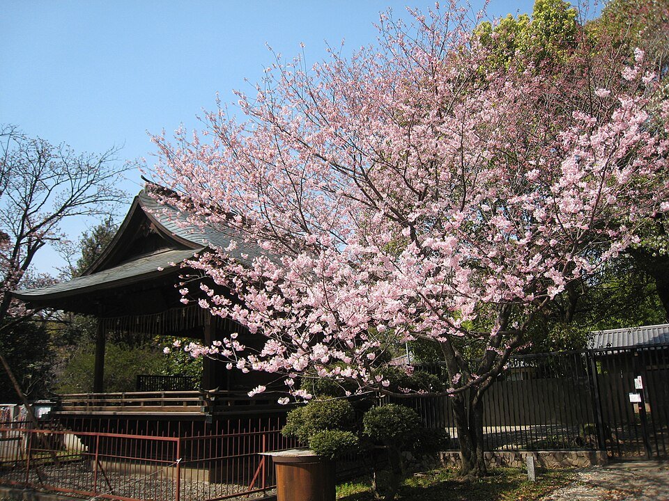 Sfeervolle hanami in Uenopark tijdens april.