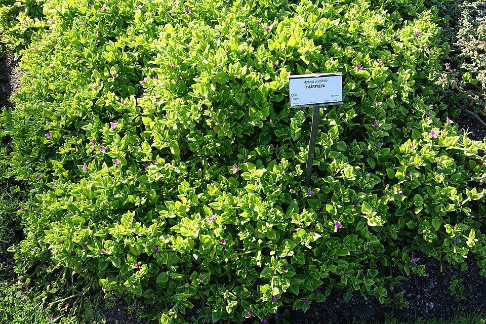 Aptenia cordifolia plant in a garden setting - Bergianska tradgarden, Stockholm.