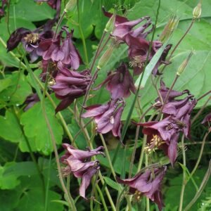 Diep donkere Aquilegia bloem in volle zon.
