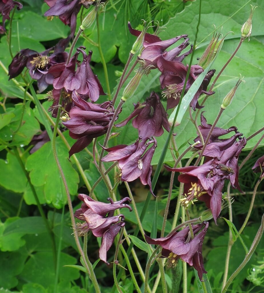 Diep donkere Aquilegia bloem in volle zon.