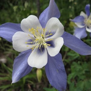 Blue and white Aquilegia caerulea flower with delicate petals and yellow center.