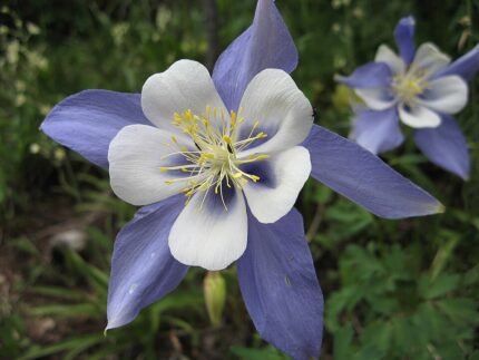 Blue and white Aquilegia caerulea flower with delicate petals and yellow center.