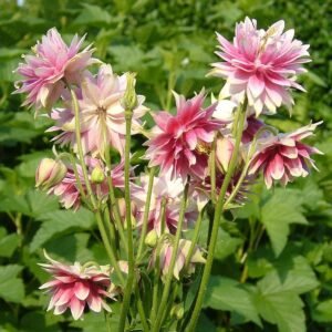 Aquilegia bloemen in verschillende kleuren en vormen.