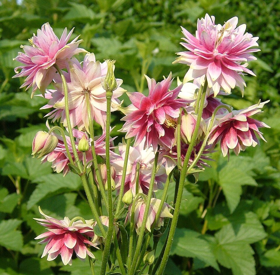 Aquilegia bloemen in verschillende kleuren en vormen.