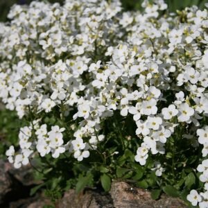 Arabis caucasica bloeiende witte bloemen in tuinlandschap.