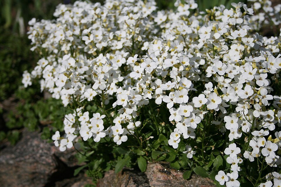Arabis caucasica bloeiende witte bloemen in tuinlandschap.