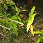 Vandeae orchidee met groene bladeren en gele bloemen op witte achtergrond.
