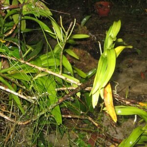 Vandeae orchidee met groene bladeren en gele bloemen op witte achtergrond.