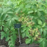 Aralia racemosa plant met groene bladeren en witte bloemen tegen een vage tuinachtergrond.