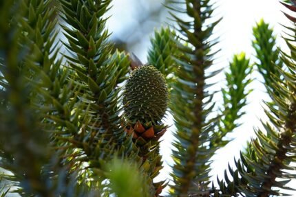 Araucaria angustifolia boom met groene naalden en kegelvormige kegels.