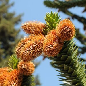 Slangeinden in een tuin met Araucaria araucana kegels.