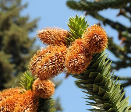 Slangeinden in een tuin met Araucaria araucana kegels.