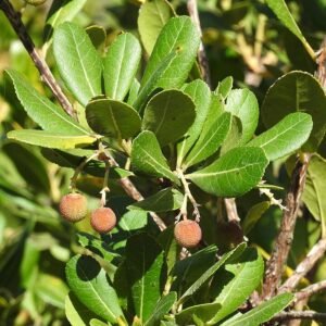 Aardbeiboom met rode vruchten en groene bladeren in zonlicht.
