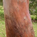 Arbutus × andrachnoides in Hackfalls Arboretum.