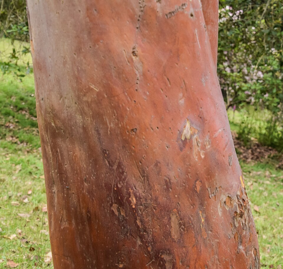 Arbutus × andrachnoides in Hackfalls Arboretum.