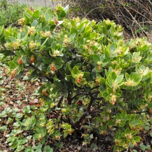 Arctostaphylos montaraensis plant met rode bessen en groene bladeren.