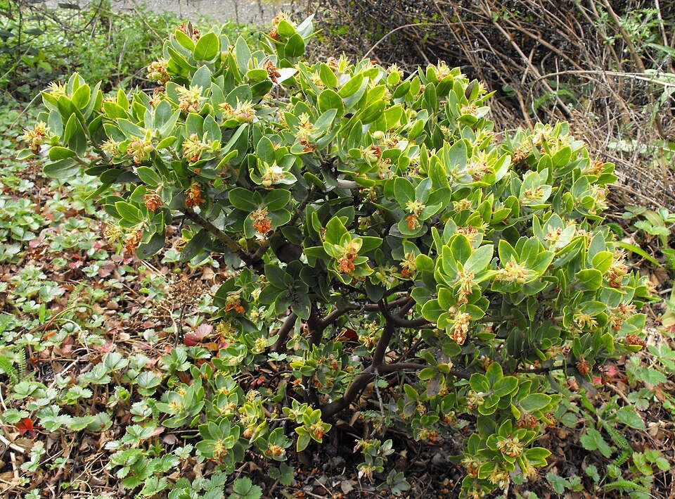 Arctostaphylos montaraensis plant met rode bessen en groene bladeren.