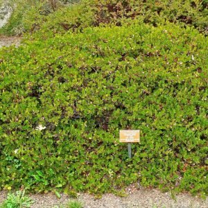 Sierlijke Arctostaphylos edmundsii plant met groenblijvende bladeren en roze bloemen.