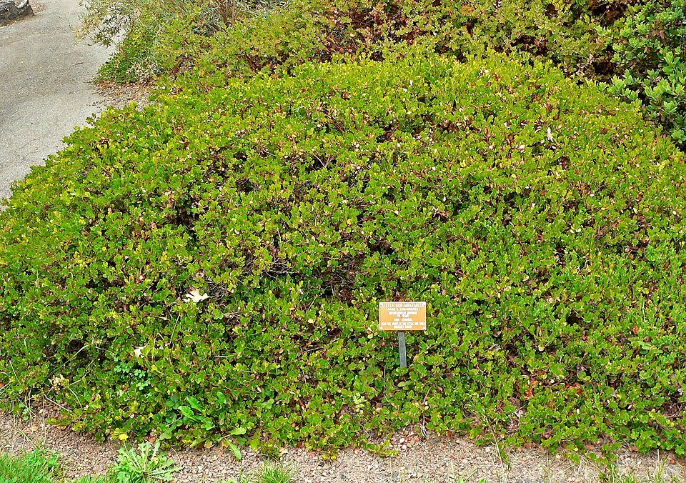 Sierlijke Arctostaphylos edmundsii plant met groenblijvende bladeren en roze bloemen.