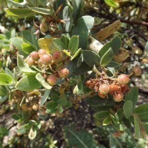 Prachtige paarse bloemen van Arctostaphylos hookeri op groene bladeren.