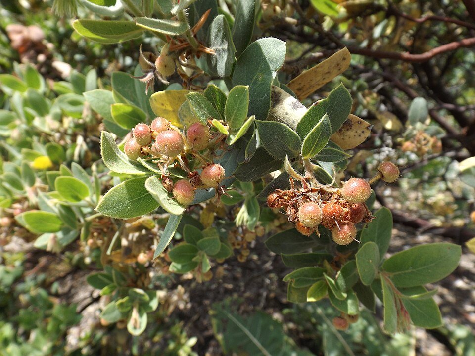 Prachtige paarse bloemen van Arctostaphylos hookeri op groene bladeren.