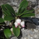 Winterharde berendruif plant in schaduwrijke omgeving.