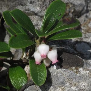 Winterharde berendruif plant in schaduwrijke omgeving.