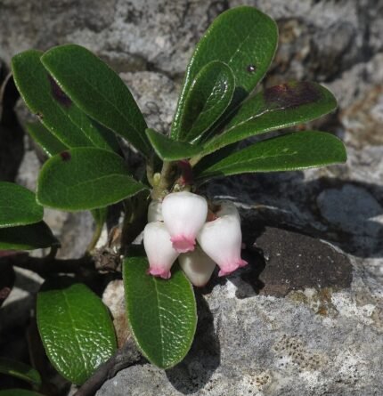 Winterharde berendruif plant in schaduwrijke omgeving.