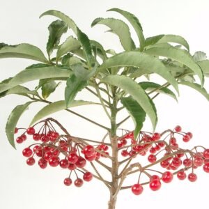 Ardisia plant met glanzende groene bladeren en rode bessen.