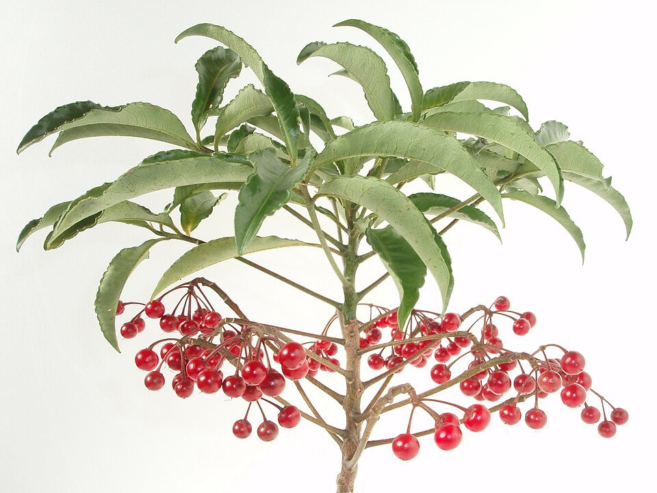 Ardisia plant met glanzende groene bladeren en rode bessen.