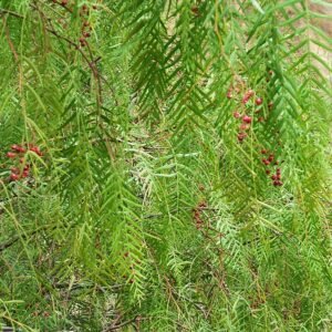 Schinus molle boom met rode bessen tegen blauwe lucht.