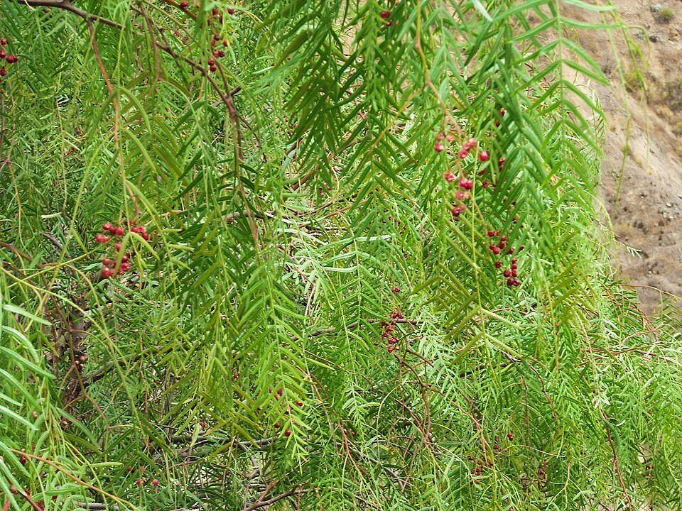 Schinus molle boom met rode bessen tegen blauwe lucht.