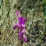 Zeldzame Arethusa bulbosa orchidee bloeit in zwart-wit veengebied.