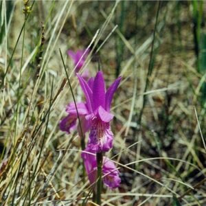 Zeldzame Arethusa bulbosa orchidee bloeit in zwart-wit veengebied.