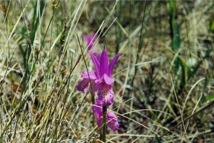 Zeldzame Arethusa bulbosa orchidee bloeit in zwart-wit veengebied.