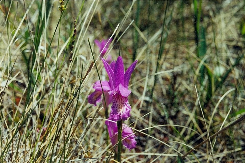 Zeldzame Arethusa bulbosa orchidee bloeit in zwart-wit veengebied.