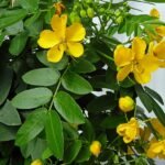 Argentijnse senna plant (Senna corymbosa) in de schaduw.