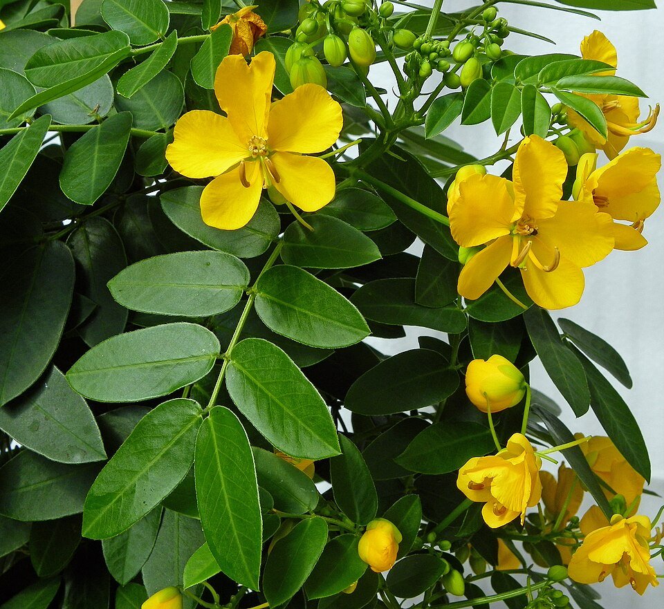 Argentijnse senna plant (Senna corymbosa) in de schaduw.