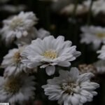 Argyranthemum Madelana Double Blush bloemen in roze en wit.