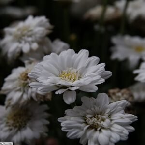 Argyranthemum Madelana Double Blush bloemen in roze en wit.