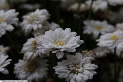 Argyranthemum Madelana Double Blush bloemen in roze en wit.